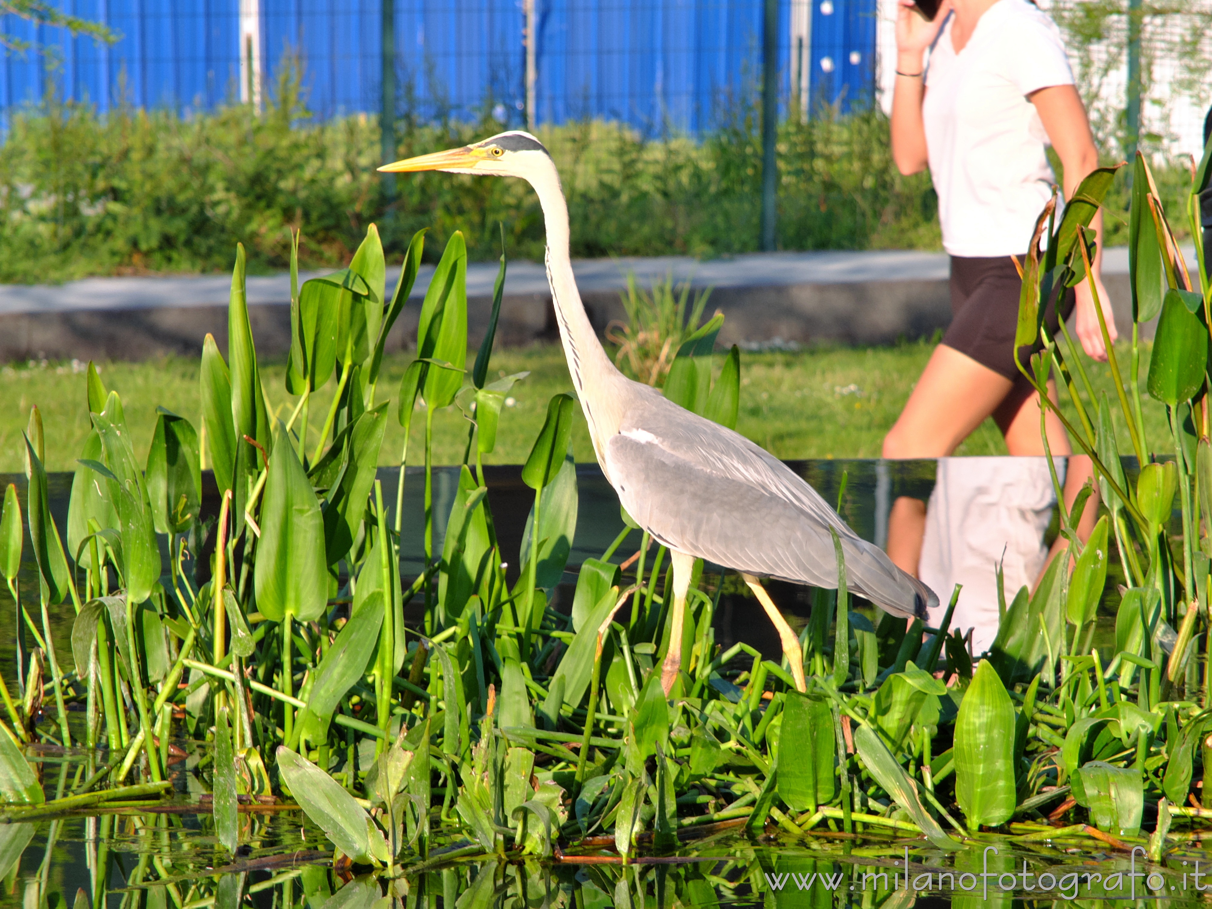 Milan (Italy) - Grey heron in the pond of the Library of Trees - Full resolution picture